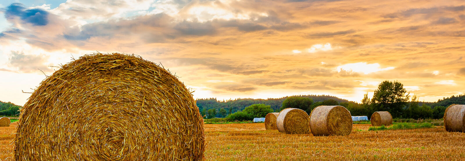 A field of hay bales