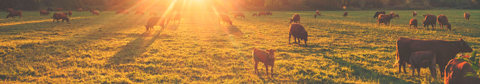 A field of cattle