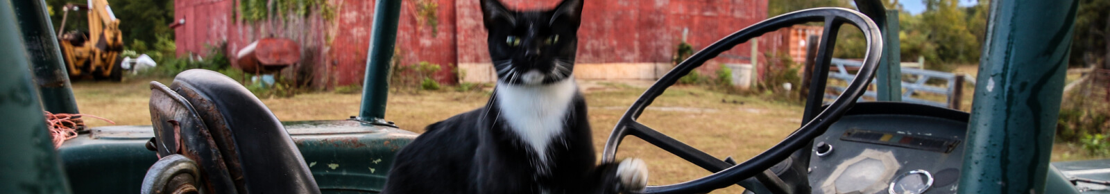 A cat seated on a tractor