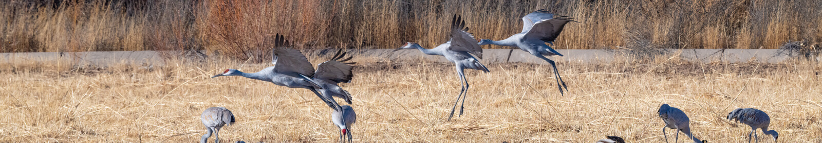 heron taking off in flight from a field