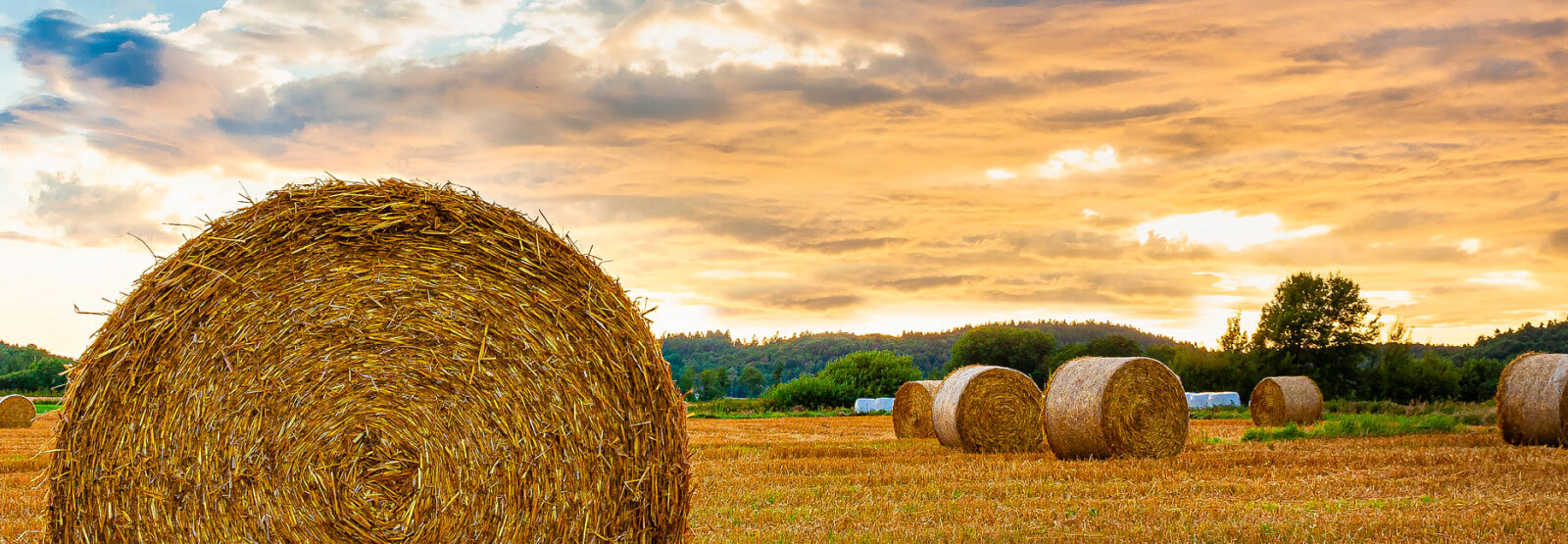 A field of hay bales 