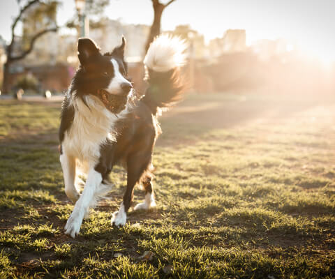 A border collie dog running with a tennis ball