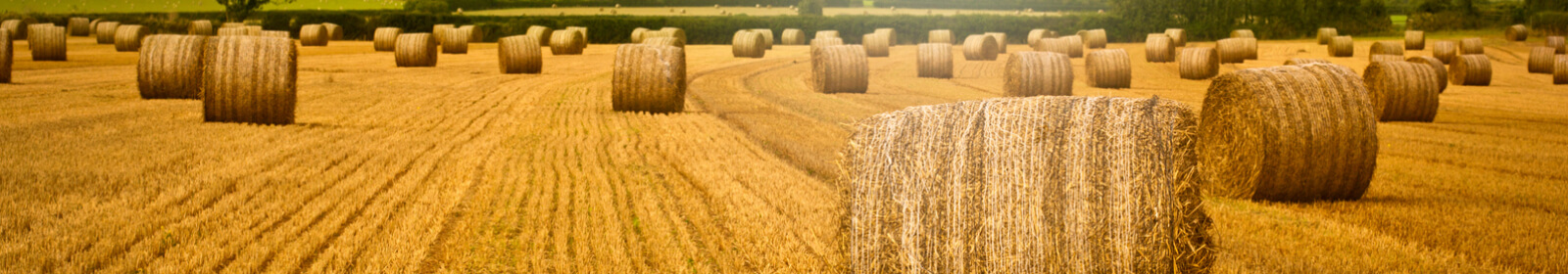 A field of hay bales