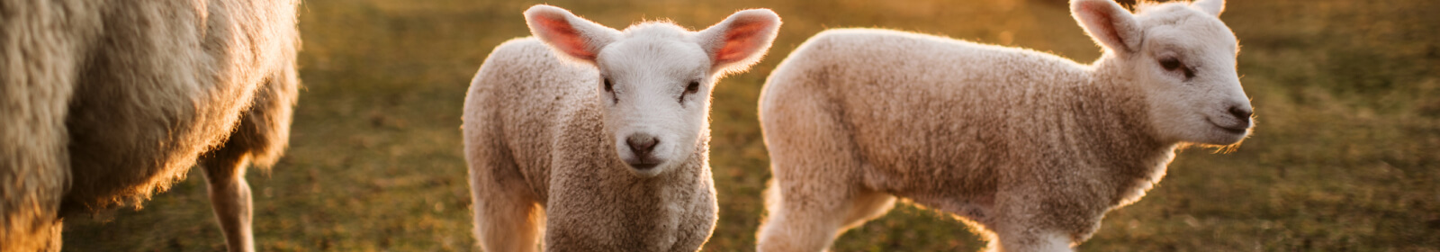 Two young lambs in a field