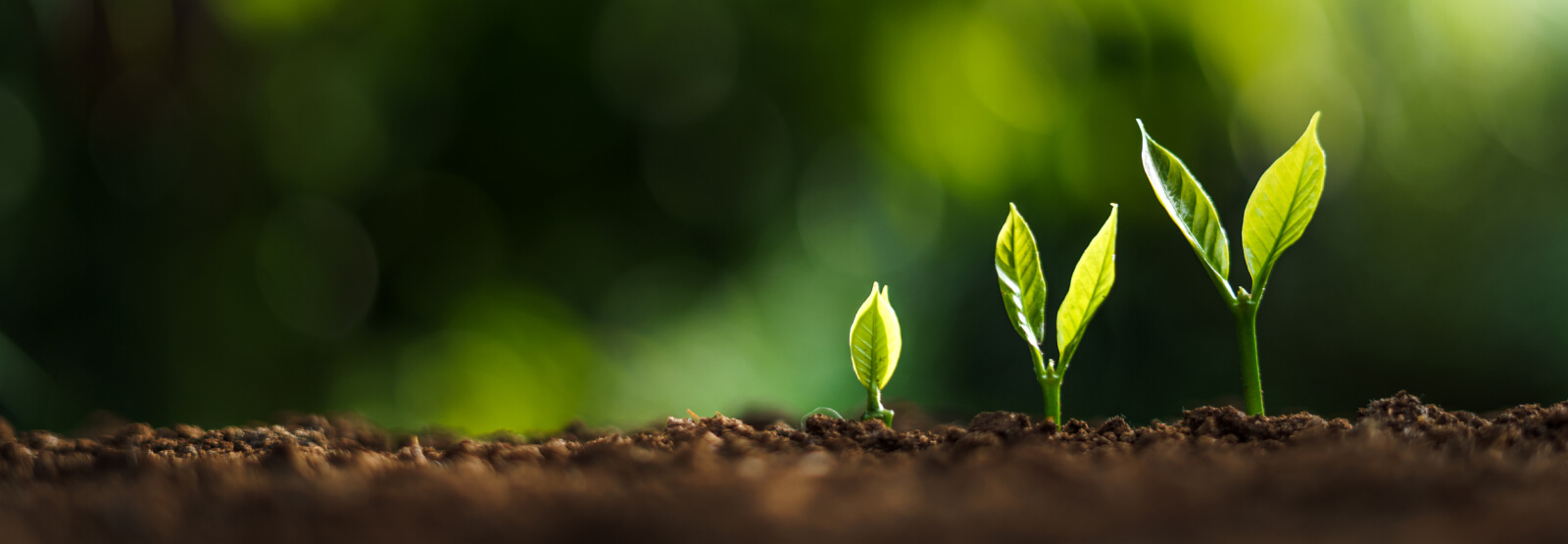 Three seedlings in various stages of growth